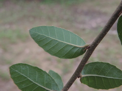 Quercus tarokoensis