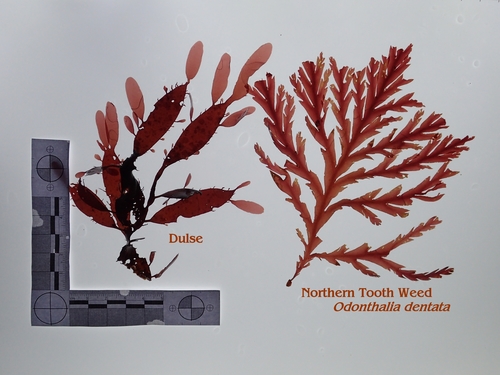 Dulse