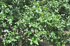 Quercus tarokoensis
