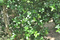 Quercus tarokoensis