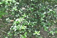 Quercus tarokoensis
