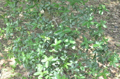 Quercus tarokoensis
