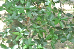 Quercus tarokoensis