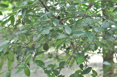 Quercus tarokoensis
