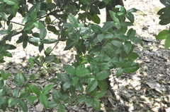 Quercus tarokoensis