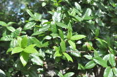 Quercus tarokoensis