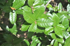 Quercus tarokoensis
