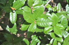 Quercus tarokoensis