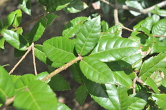 Quercus tarokoensis