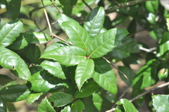 Quercus tarokoensis