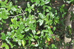 Quercus tarokoensis