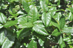 Quercus tarokoensis