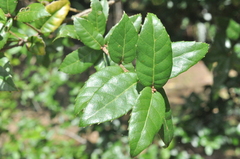 Quercus tarokoensis