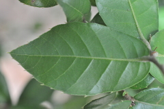 Quercus tarokoensis