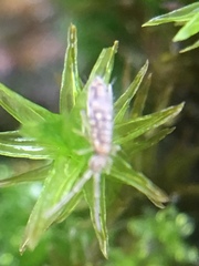 Entomobrya intermedia