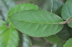 Quercus tarokoensis