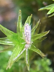 Entomobrya intermedia