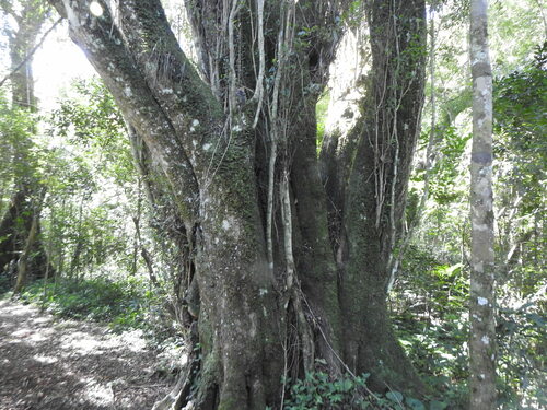 Cordia americana, photograph 5