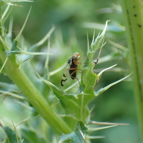 Bull Thistle Gall Fly photo 5