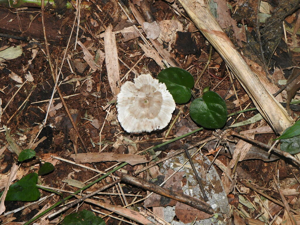 Neocotylidia diaphana · April 2023 · photo: © carancho (iNaturalist, cc-by)