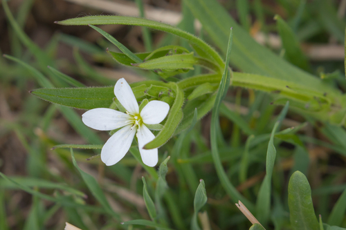 Lepyrodiclis holosteoides iNat (2)