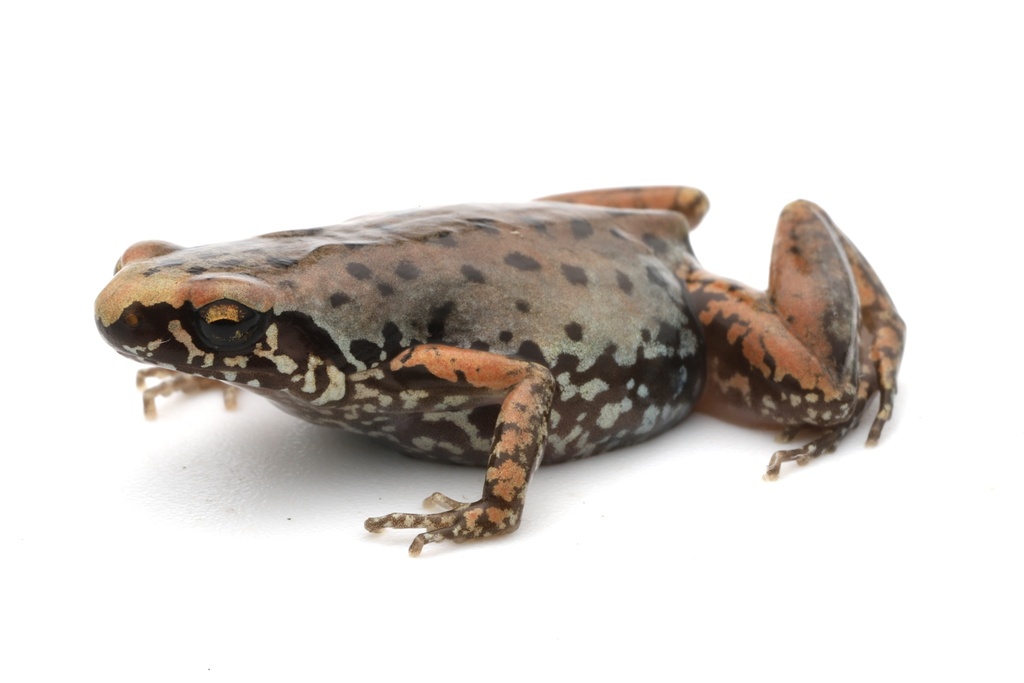 Mada Paddy Frog