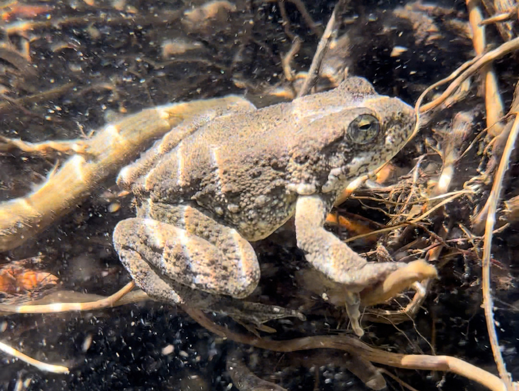 foothill-yellow-legged-frog-in-june-2023-by-nathan-mccanne-inaturalist