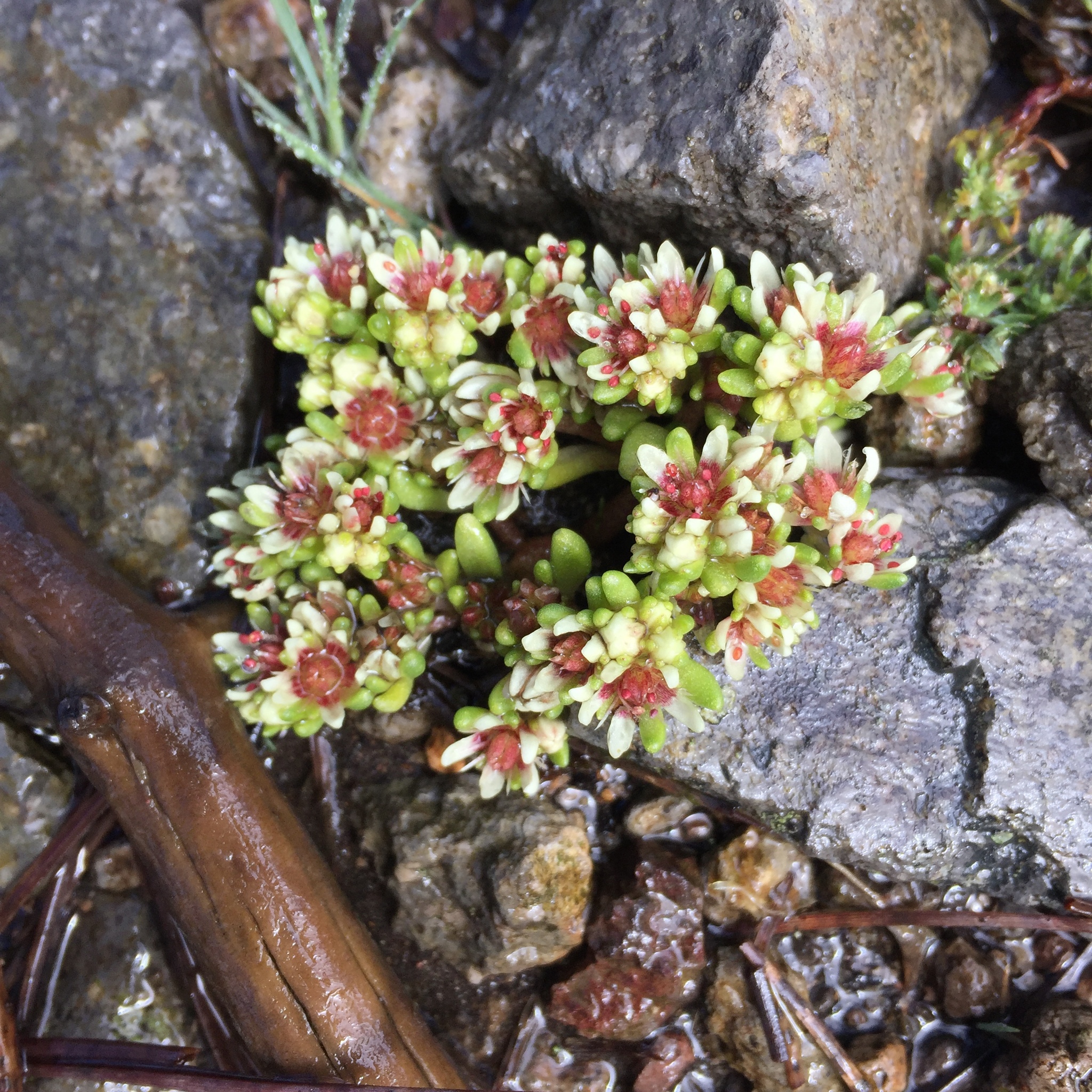 Siempreviva de Alta Montaña (Sedum minimum) · iNaturalist Ecuador