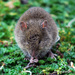 Soft Grass Mouse - Photo (c) jorgebrito, some rights reserved (CC BY-NC), uploaded by jorgebrito