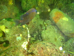 Stegastes rectifraenum