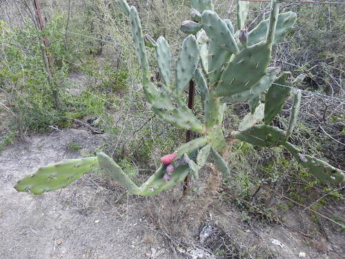 Opuntia × cristalensis, photograph 2