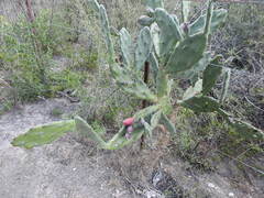 Opuntia × cristalensis, photograph Leonel Roget, CC BY, iNaturalist via GBIF