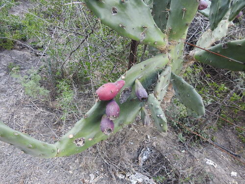Opuntia × cristalensis, photograph 1