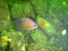 Stegastes rectifraenum