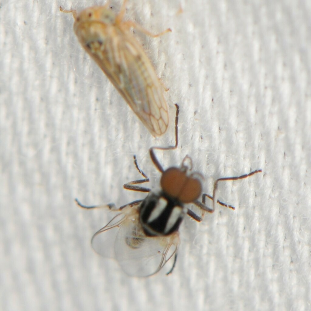 Argus Mountain Black Fly