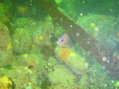 Stegastes rectifraenum