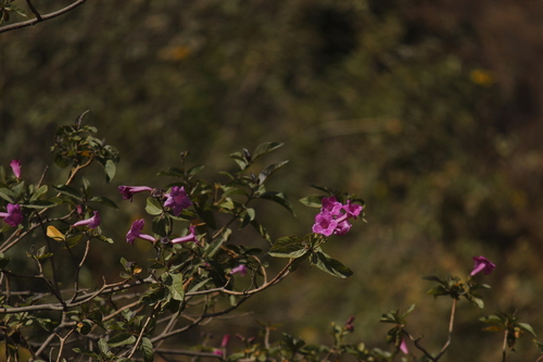 Image of Delostoma Dentatum (Delostoma dentatum) by no rights reserved