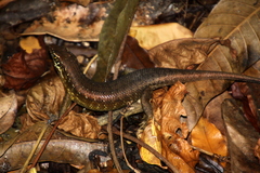 Trachylepis comorensis