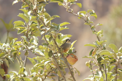 Rusty-bellied Brushfinch (Atlapetes nationi), photo 8
