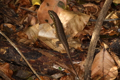 Trachylepis comorensis