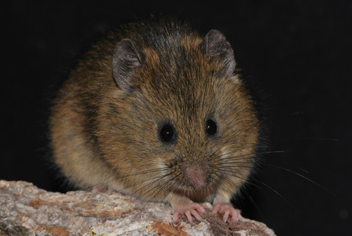 Red Andean Thomasomys (Thomasomys auricularis) — Data Deficient Mammalia