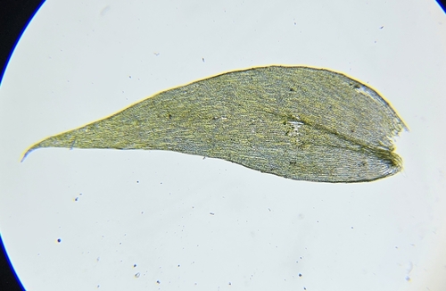 Image of Plagiothecium succulentum by (c) Helen Waterman, some rights reserved (CC BY)