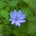 Chicory - Photo (c) Cristian Pensi, some rights reserved (CC BY-NC), uploaded by Cristian Pensi