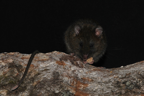 White-tipped Oldfield Mouse (Thomasomys caudivarius) — Least Concern Mammalia