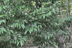 Drypetes indica