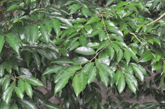 Drypetes indica