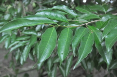 Drypetes indica