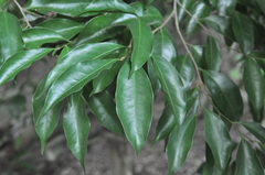 Drypetes indica