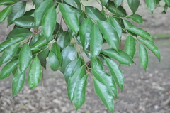 Drypetes indica