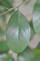 Drypetes indica